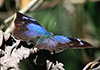 Moruus Leafwing (Memphis moruus)